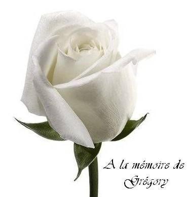 Une rose blanche la fleur pr�f�r� de Greg...