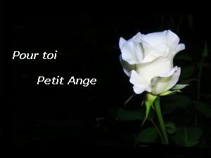 Une rose pour notre p'tit Ange Gr�gory...